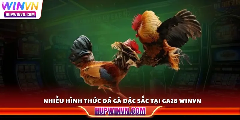 Nhiều hình thức gà đá đặc sắc tại GA28 Winvn