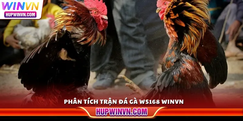 Phân tích trận đá gà WS168 Winvn