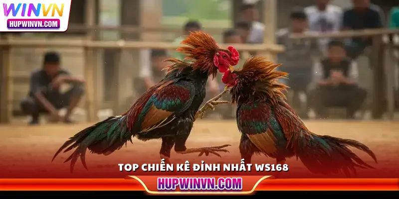 Top chiến kê đỉnh nhất WS168